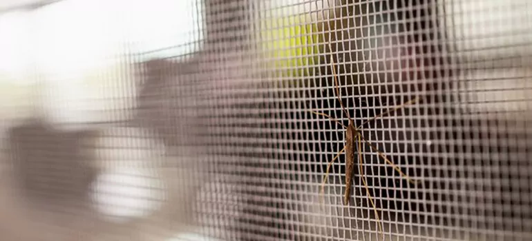 Repair Mosquito Mesh For Windows in Tamiami, FL
